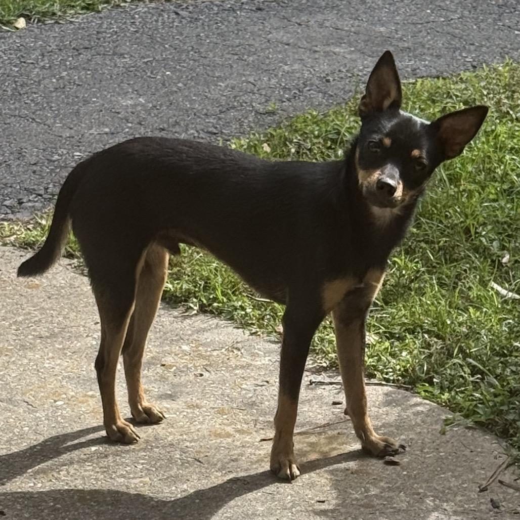 Enlarge Basil, a Adoptable mixed breed in Baton Rouge, LA image 1/6