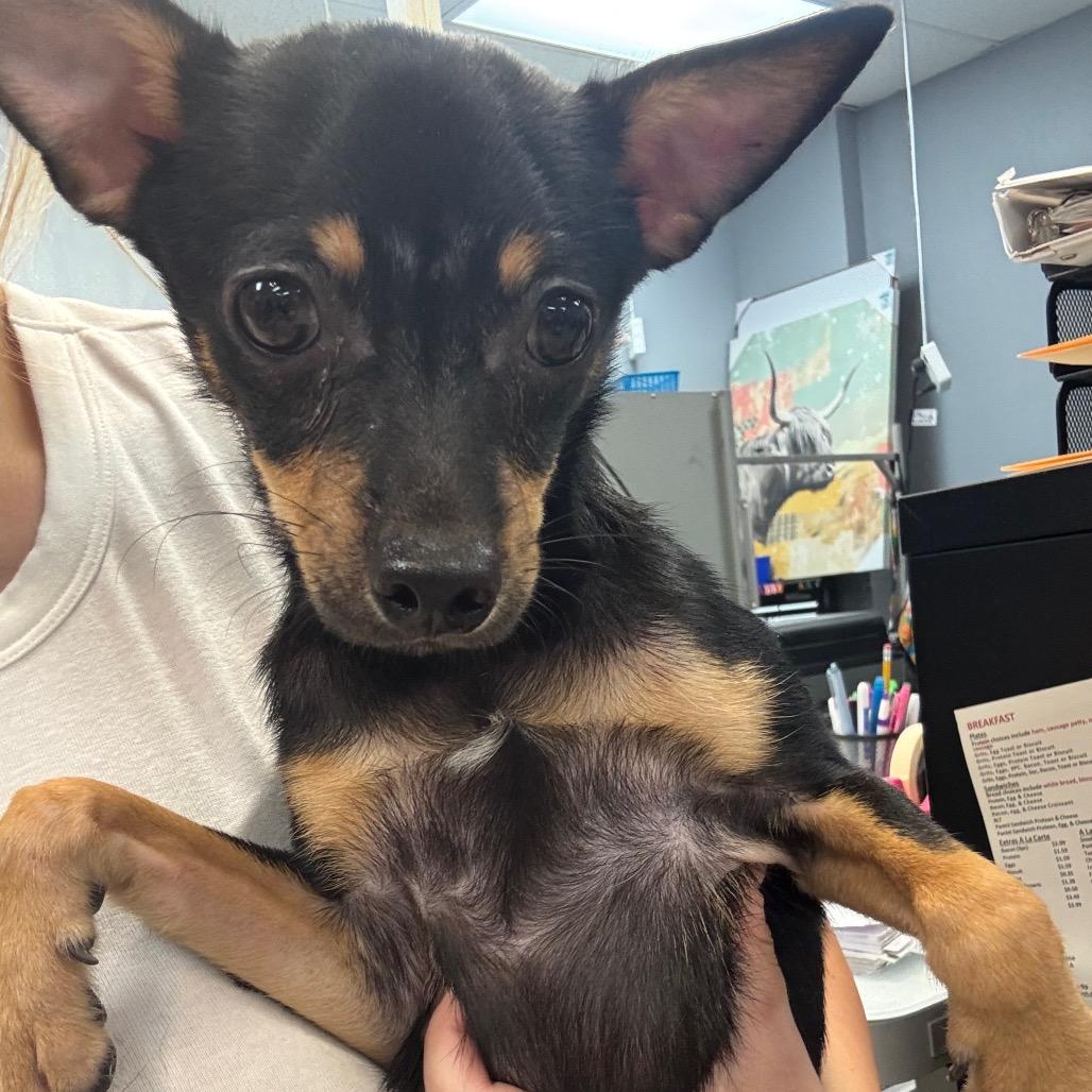 Basil, a Adoptable Chihuahua in Baton Rouge, LA image 3/6