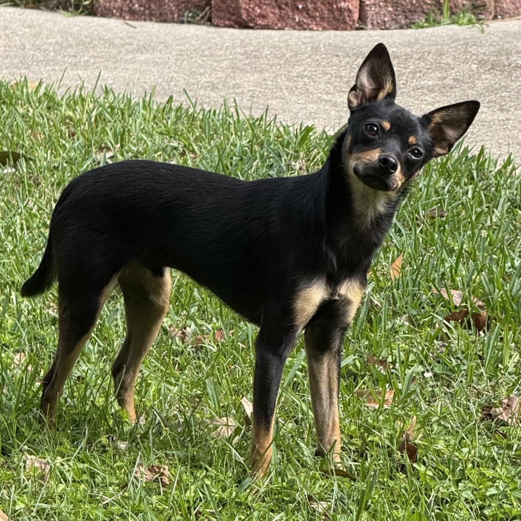 Basil, a Adoptable Chihuahua in Baton Rouge, LA image 4/6