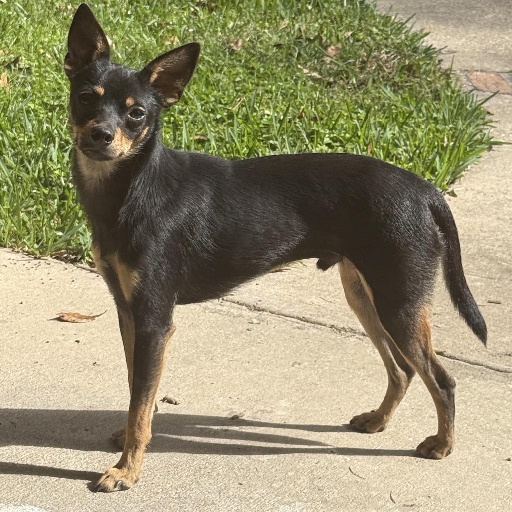 Enlarge Basil, a Adoptable mixed breed in Baton Rouge, LA image 4/6