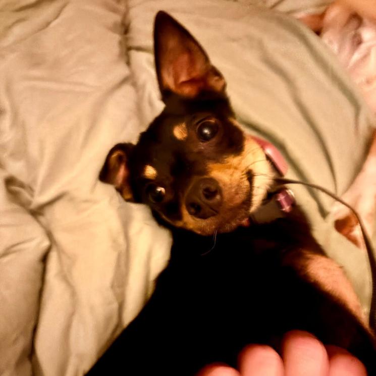 Enlarge Basil, a Adoptable mixed breed in Baton Rouge, LA image 5/6