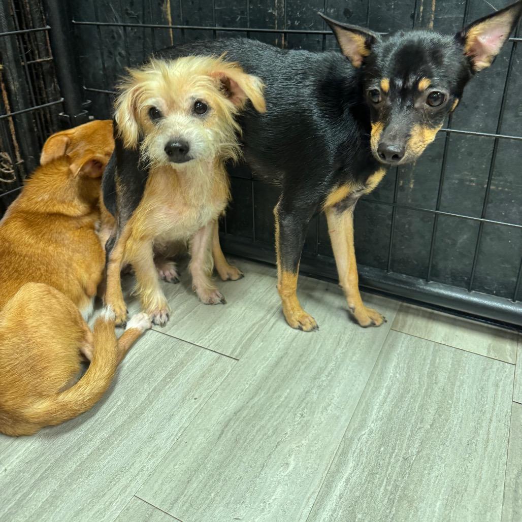 Basil, a Adoptable Chihuahua in Baton Rouge, LA image 5/6