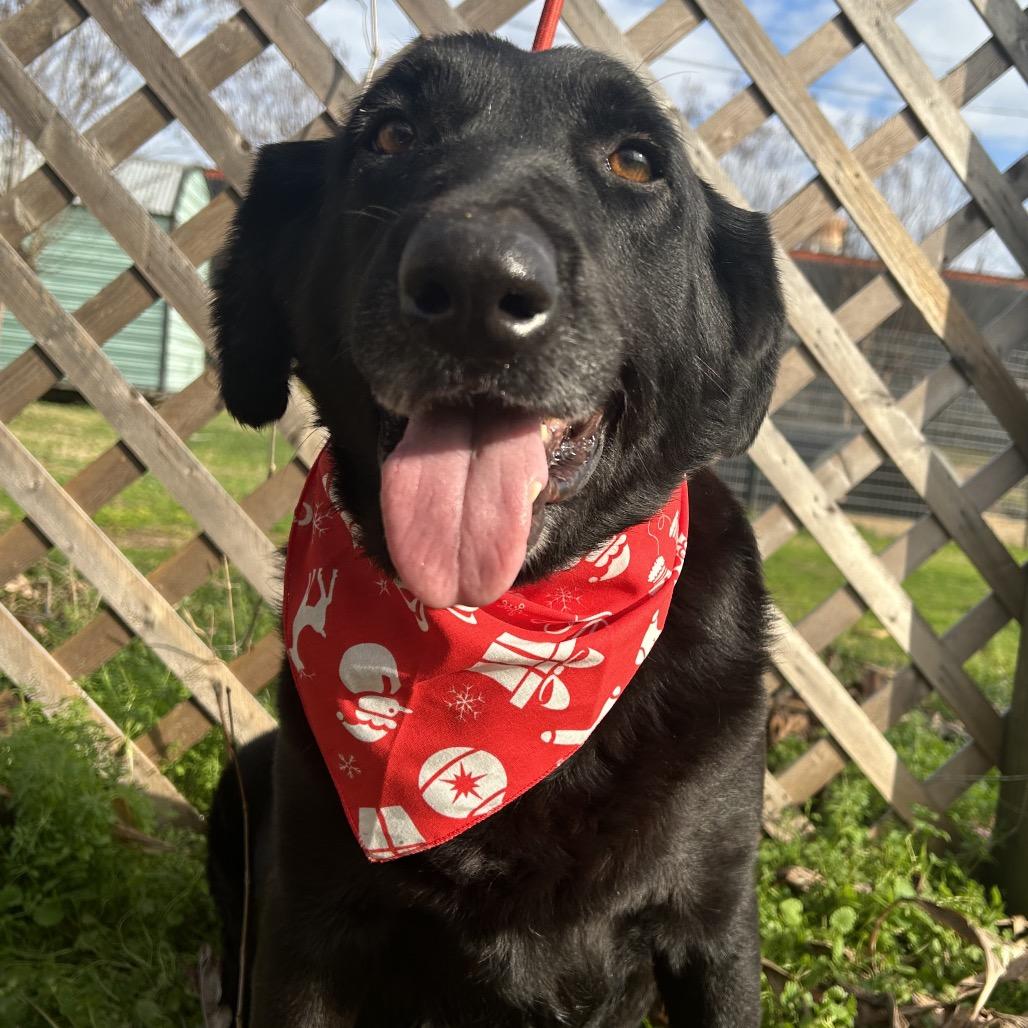 Onyx, Adoptable, Adult Male Black Labrador Retriever.