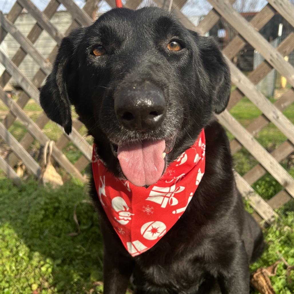 Onyx, a Adoptable Black Labrador Retriever in West Point, MS image 2/5