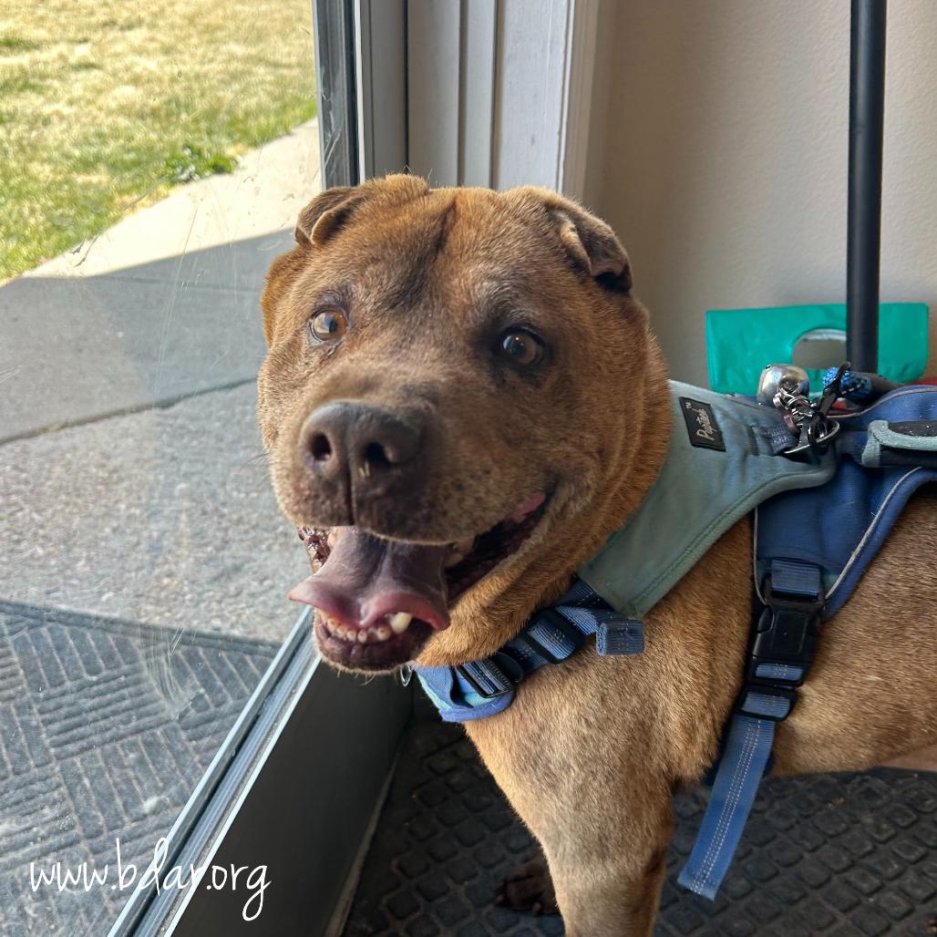 Koko, a Adoptable mixed breed in Fort Collins, CO image 2/3