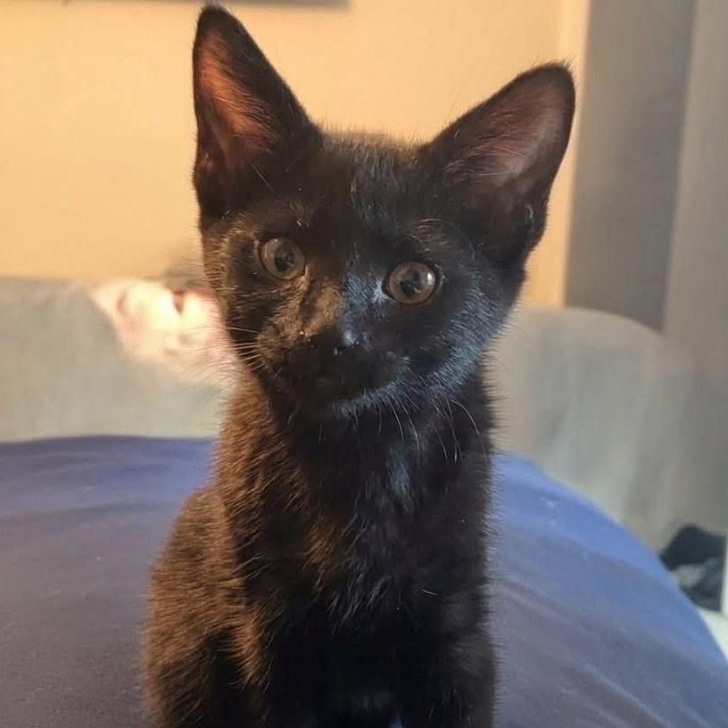 Melfi, Adoptable, Kitten Female Domestic Short Hair.