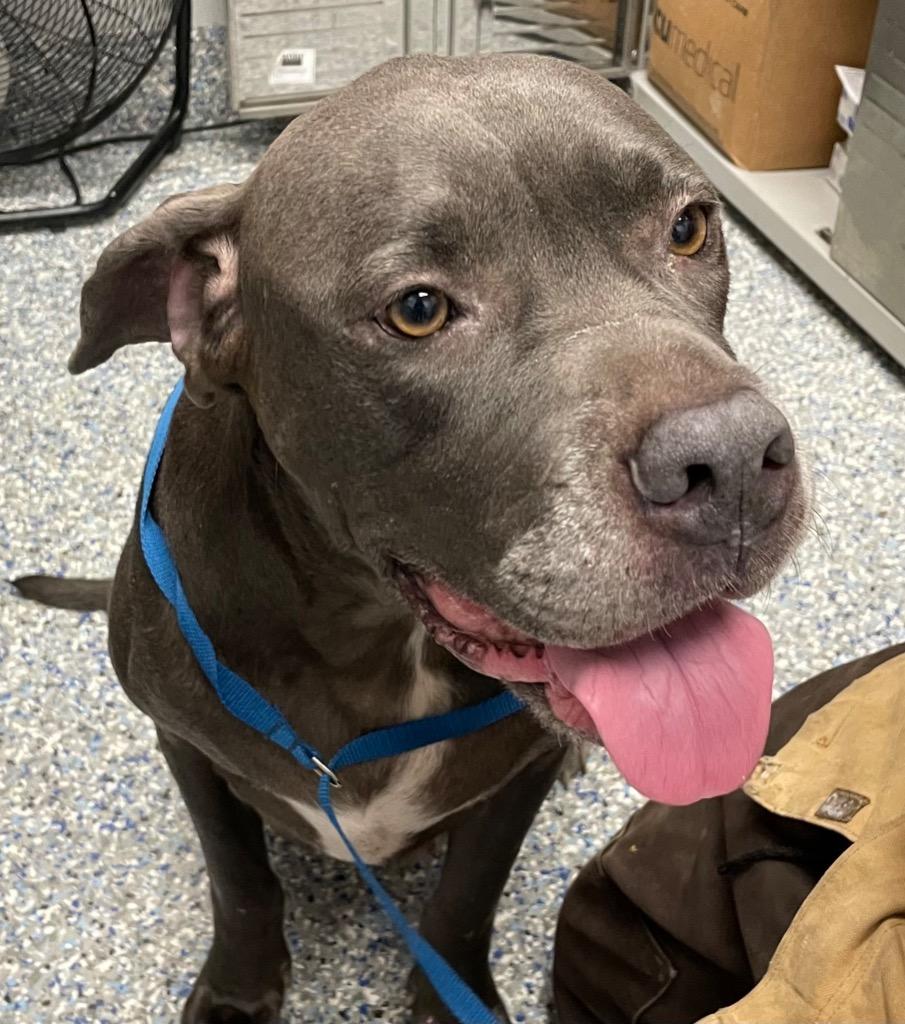 Junnie (Nova), Adoptable, Young Female Cane Corso.