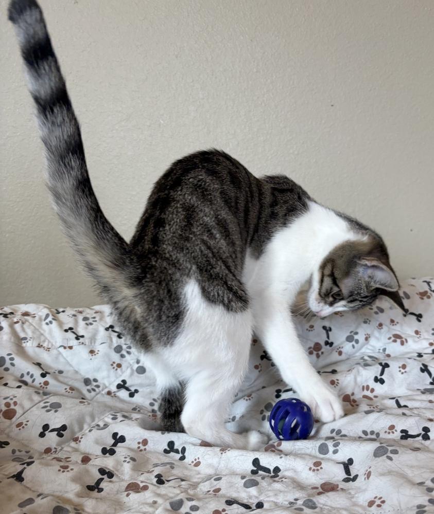 Enlarge Bubbles, a Adoptable mixed breed in Challis, ID image 1/6