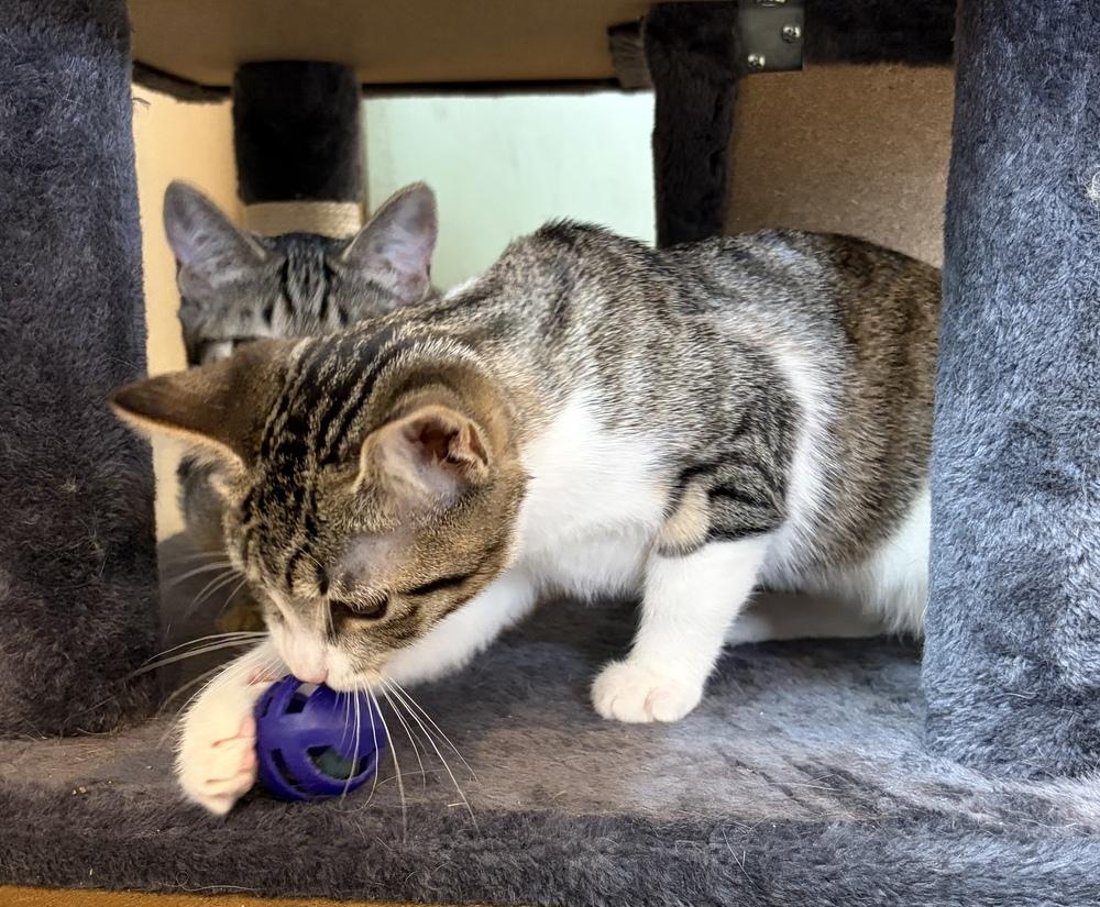 Enlarge Bubbles, a Adoptable mixed breed in Challis, ID image 2/6