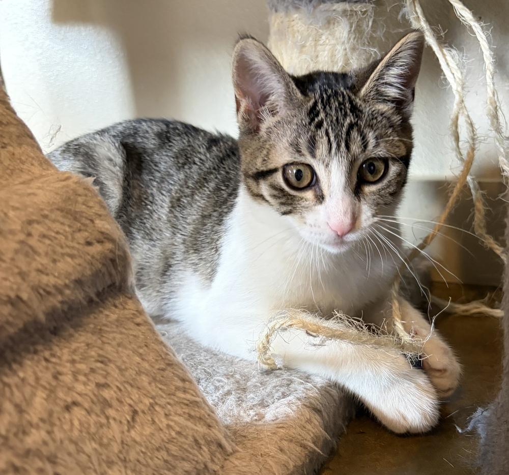 Enlarge Bubbles, a Adoptable mixed breed in Challis, ID image 3/6