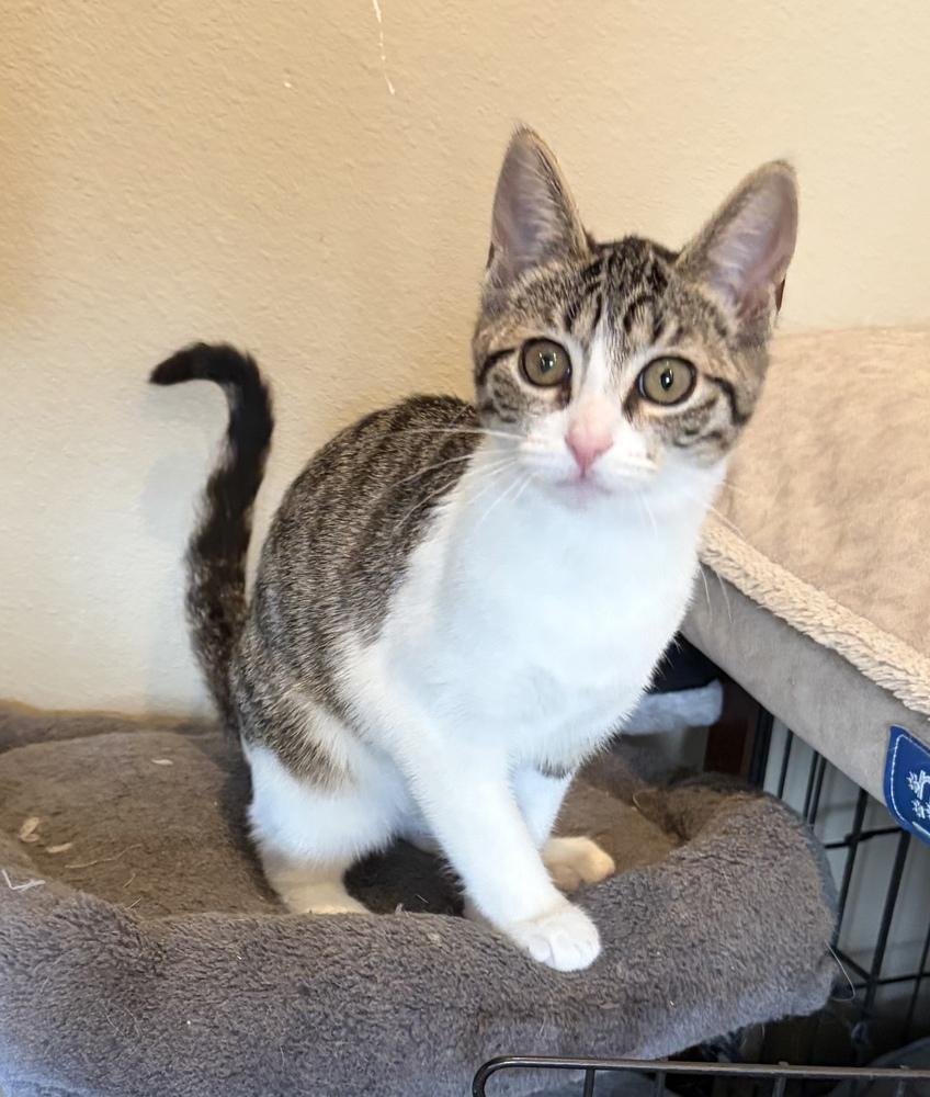 Enlarge Bubbles, a Adoptable mixed breed in Challis, ID image 4/6