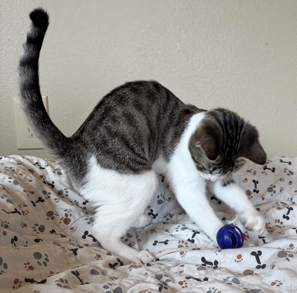 Enlarge Bubbles, a Adoptable mixed breed in Challis, ID image 5/6