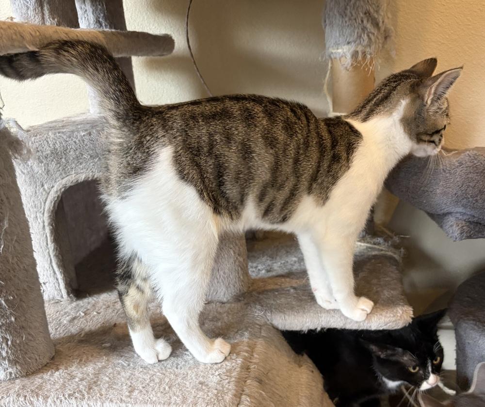 Enlarge Bubbles, a Adoptable mixed breed in Challis, ID image 6/6