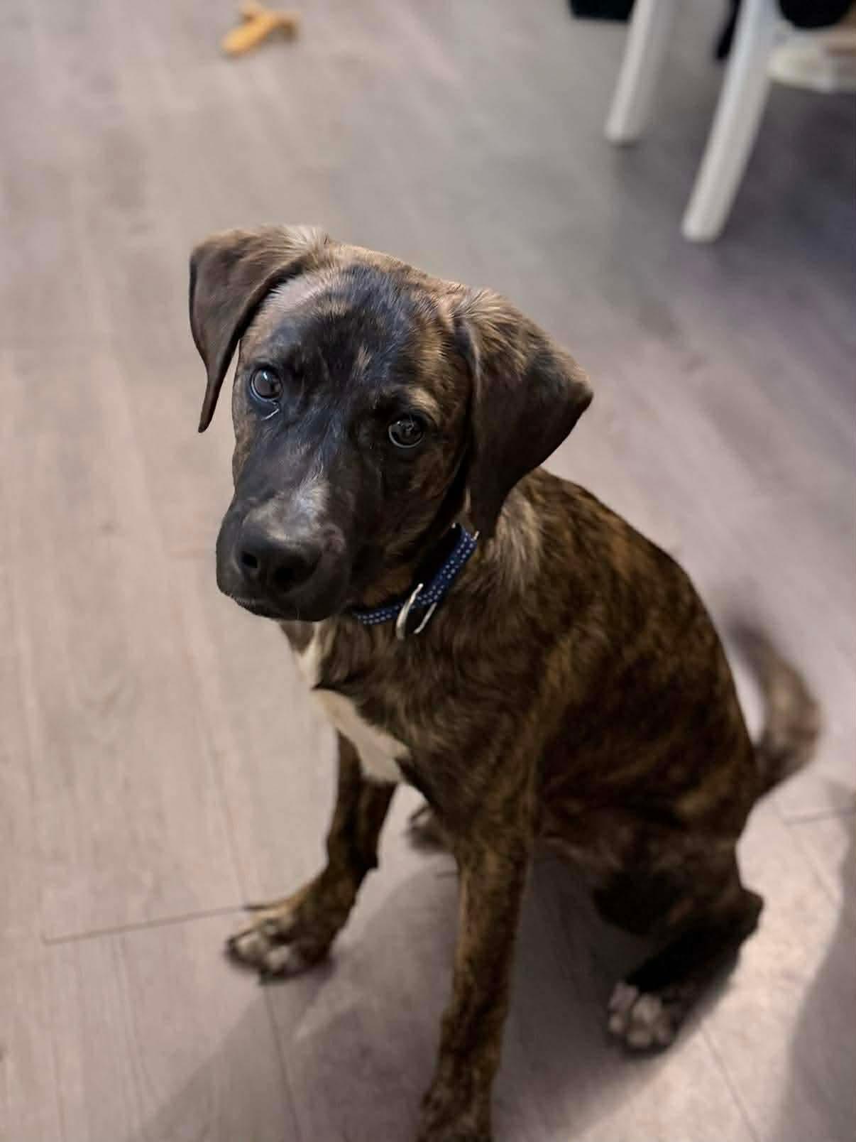 Enlarge Kringle, a ADOPTABLE Mixed Breed in Highland, NY image 5/5