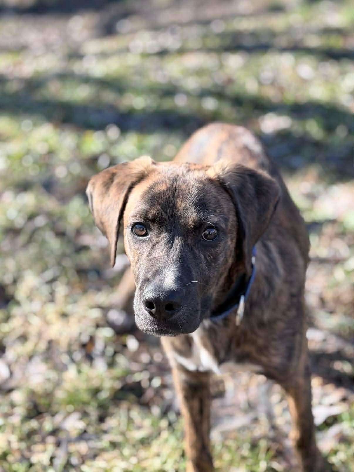 Enlarge Kringle, a ADOPTABLE Mixed Breed in Highland, NY image 3/5