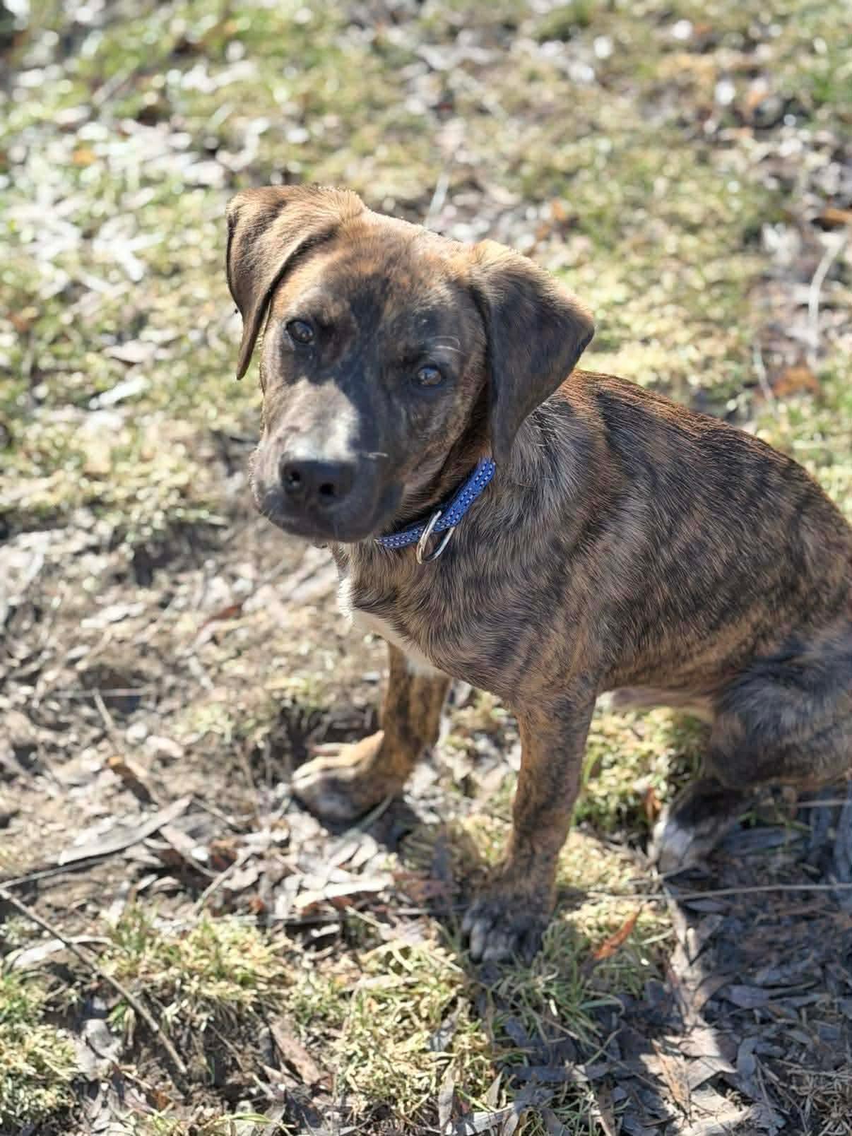 Enlarge Kringle, a ADOPTABLE Mixed Breed in Highland, NY image 2/5