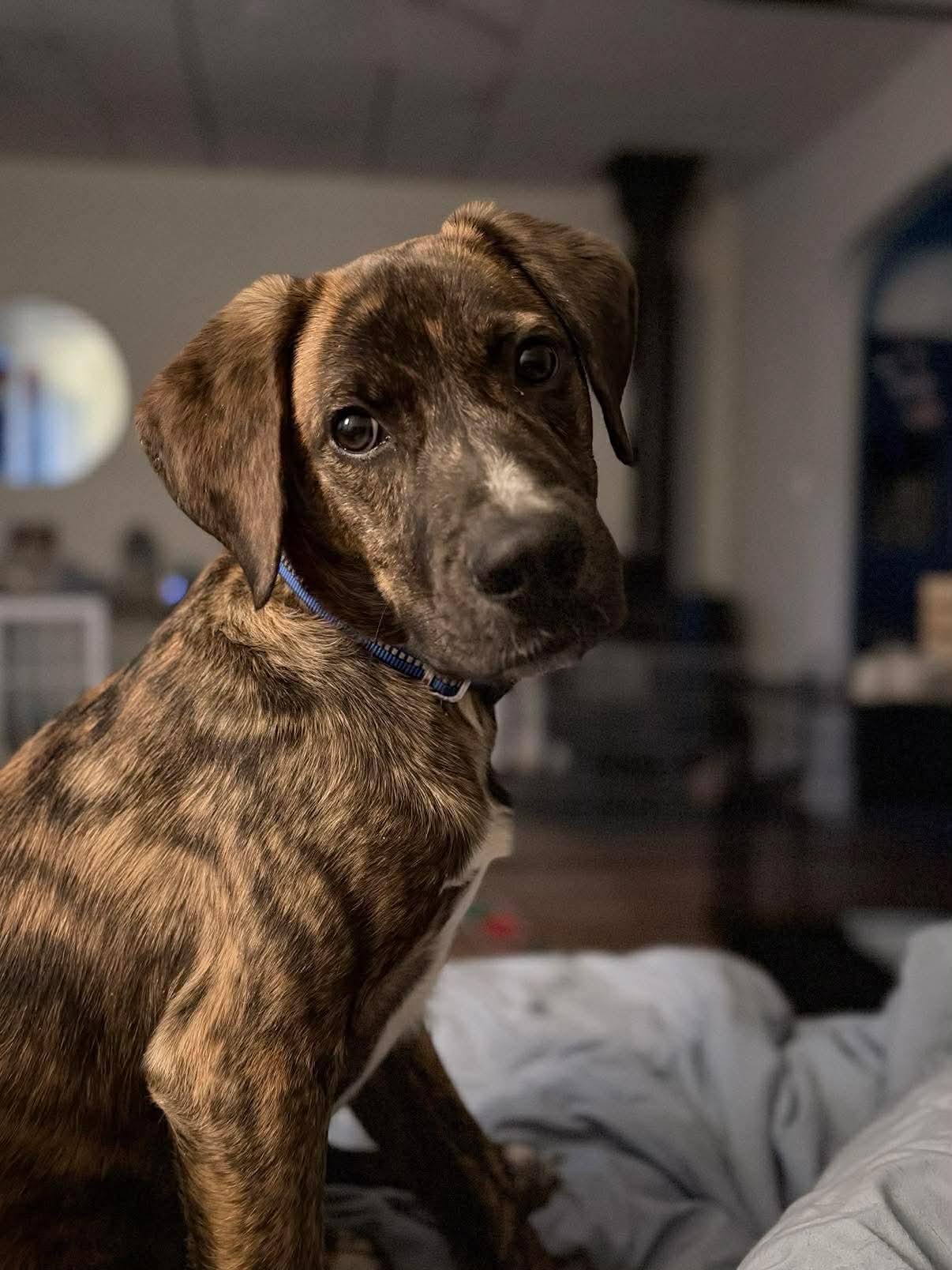 Kringle, ADOPTABLE, Puppy Male Mixed Breed.