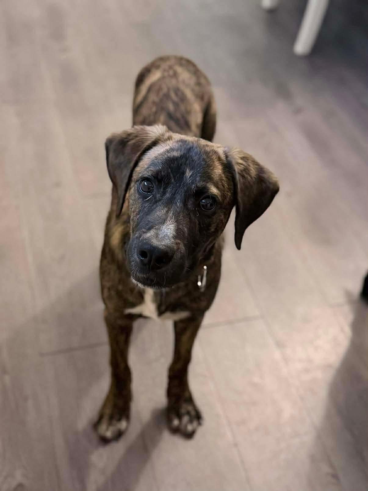 Enlarge Kringle, a ADOPTABLE Mixed Breed in Highland, NY image 4/5