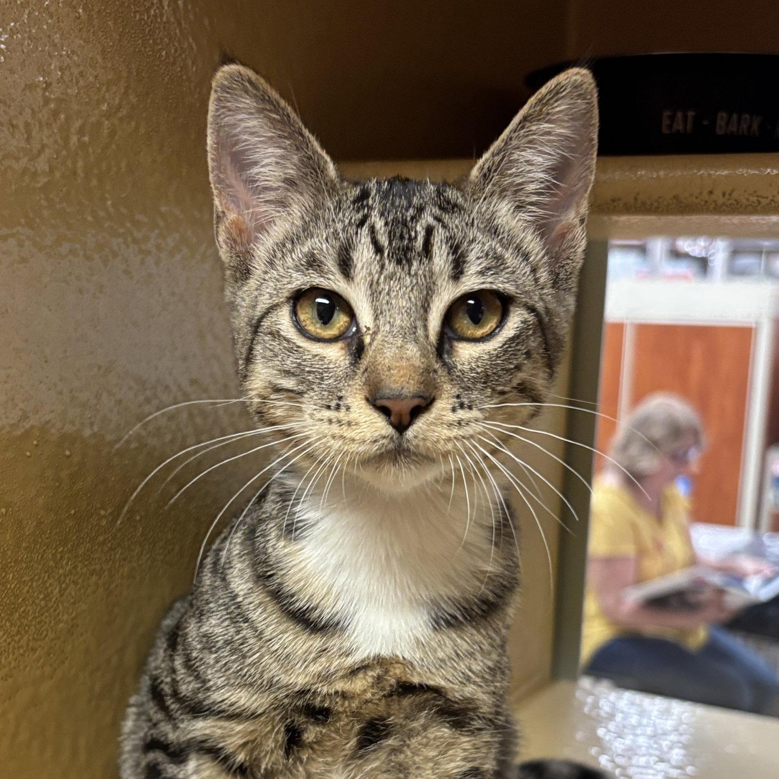 Enlarge Zelda, a Adoptable Domestic Short Hair in Sonora, CA image 1/1