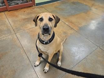 Jojo, Adoptable, Adult Female Hound & Mixed Breed.