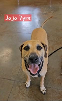 Enlarge Jojo, a Adoptable mixed breed in Independence, MO image 2/3
