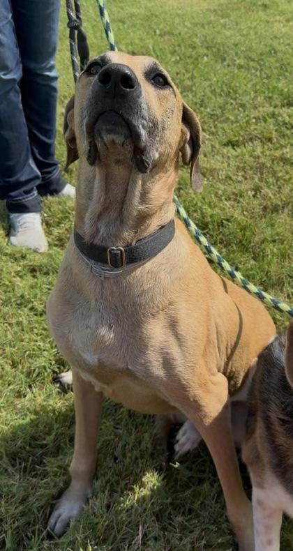 Enlarge Jojo, a Adoptable mixed breed in Independence, MO image 3/3