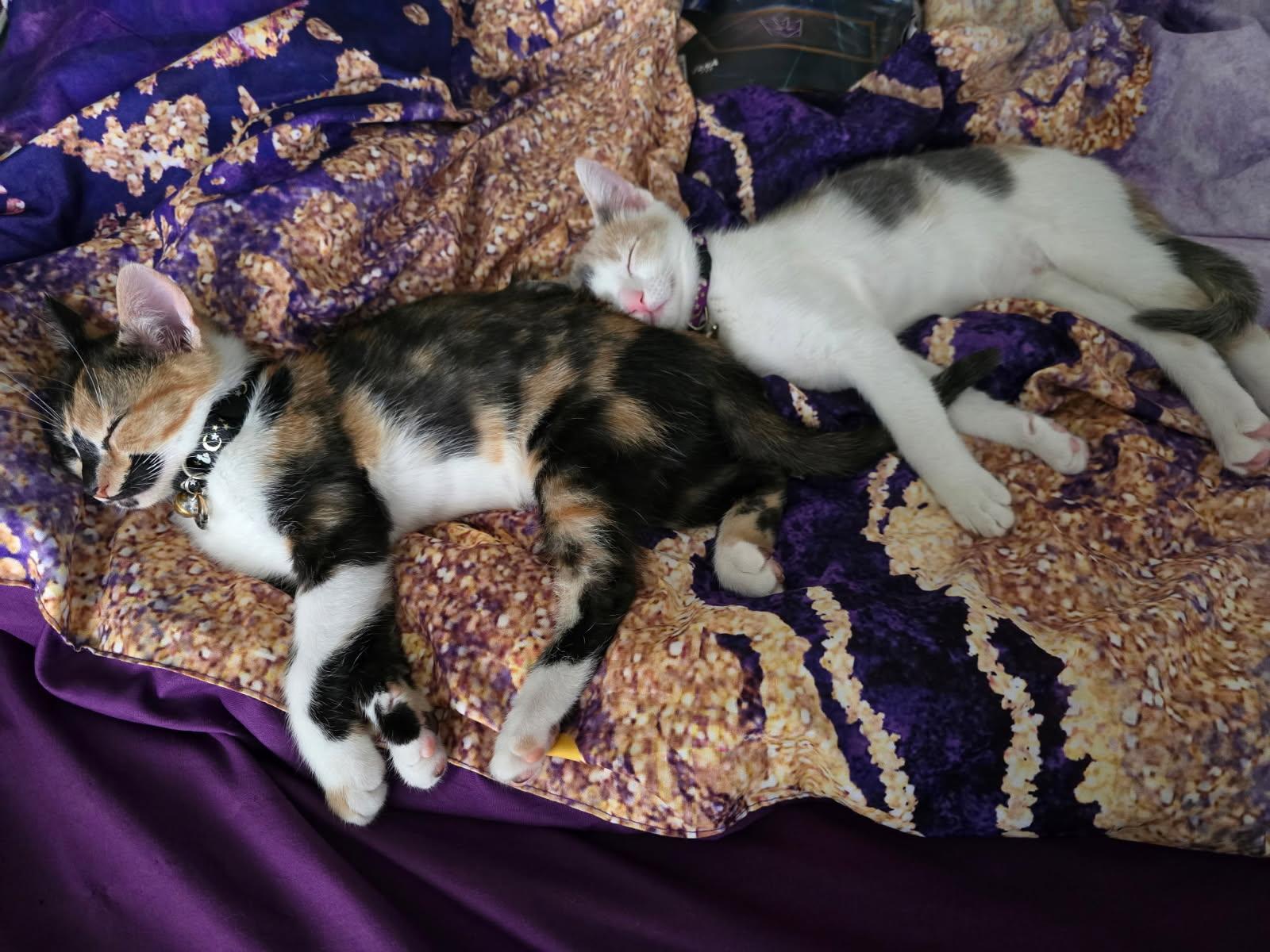 Enlarge Truffles (Bonded with Toffee) (At PetSmart Bluffton), a Adoptable Calico in Port Wentworth, GA image 3/5