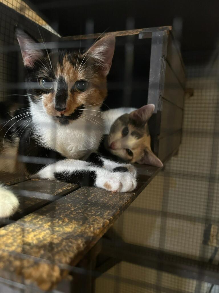 Enlarge Truffles (Bonded with Toffee) (At PetSmart Bluffton), a Adoptable Calico in Port Wentworth, GA image 1/5