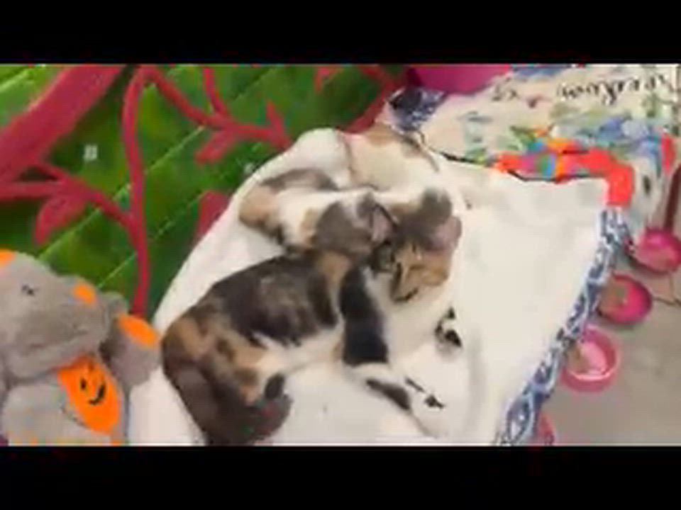 Enlarge Truffles (Bonded with Toffee) (At PetSmart Bluffton), a Adoptable Calico in Port Wentworth, GA video 5/5