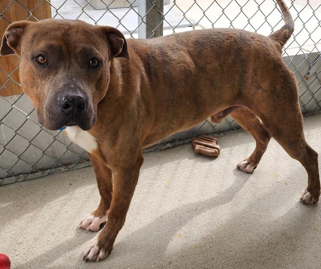 MeeMee, Adoptable, Young Male Pit Bull Terrier.