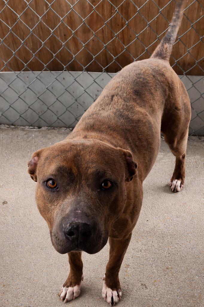 Enlarge MeeMee, a Adoptable Pit Bull Terrier in Fort Lupton, CO image 2/2