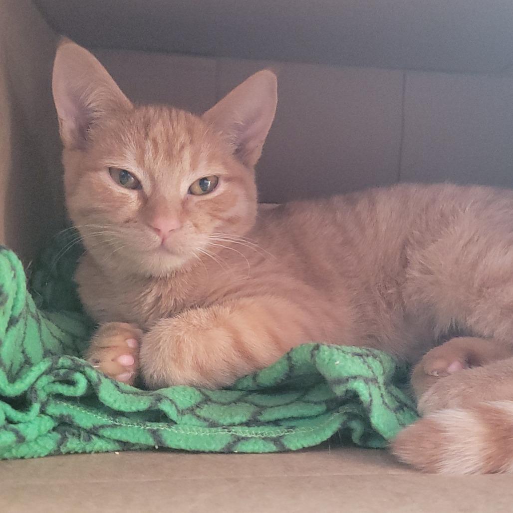 Enlarge Bialy, an adopted Domestic Short Hair in Evanston, IL image 1/1