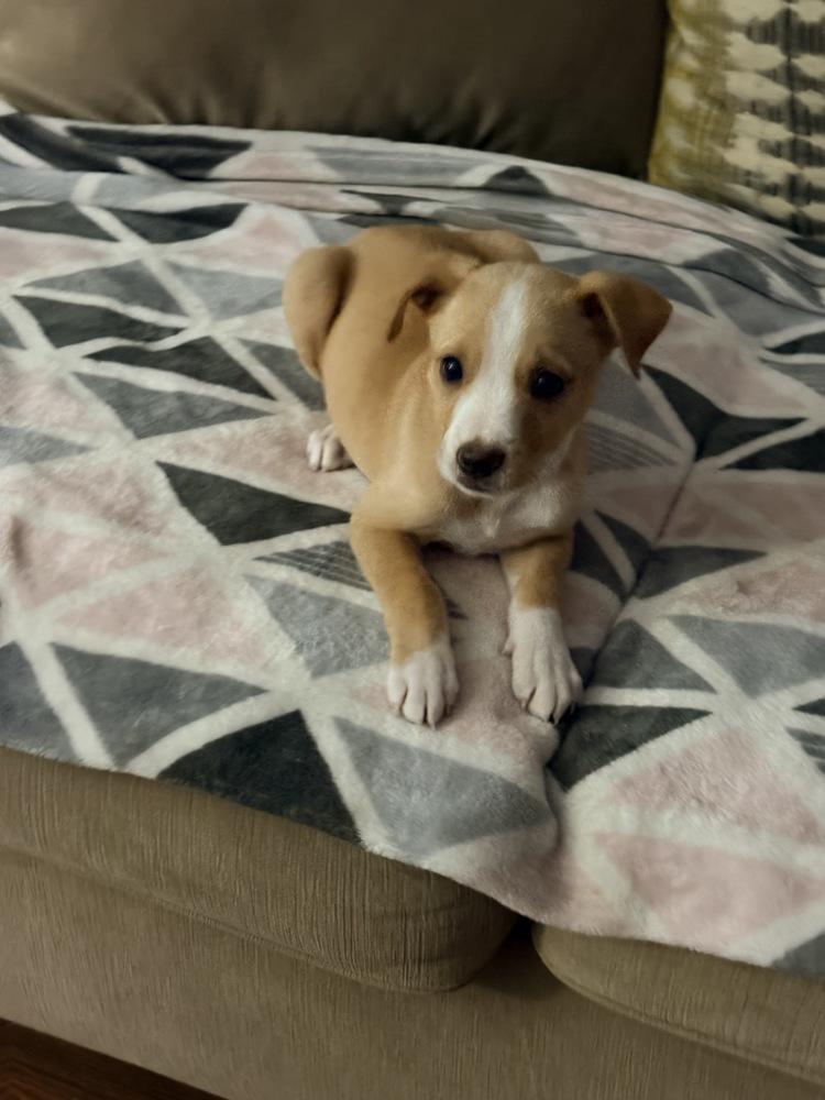 Terri, Adoptable, Puppy Female Labrador Retriever & Cattle Dog.