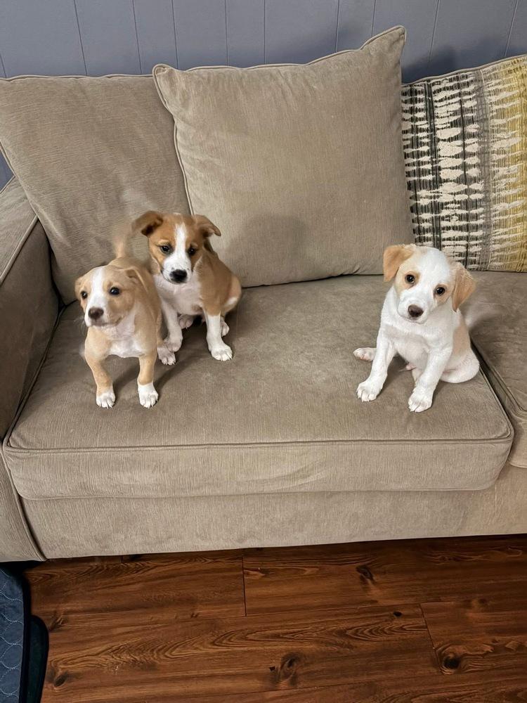 Enlarge Terri, a Adoptable mixed breed in Amherst, NY image 2/4