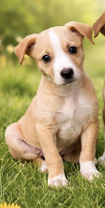 Enlarge Terri, a Adoptable mixed breed in Amherst, NY image 3/4