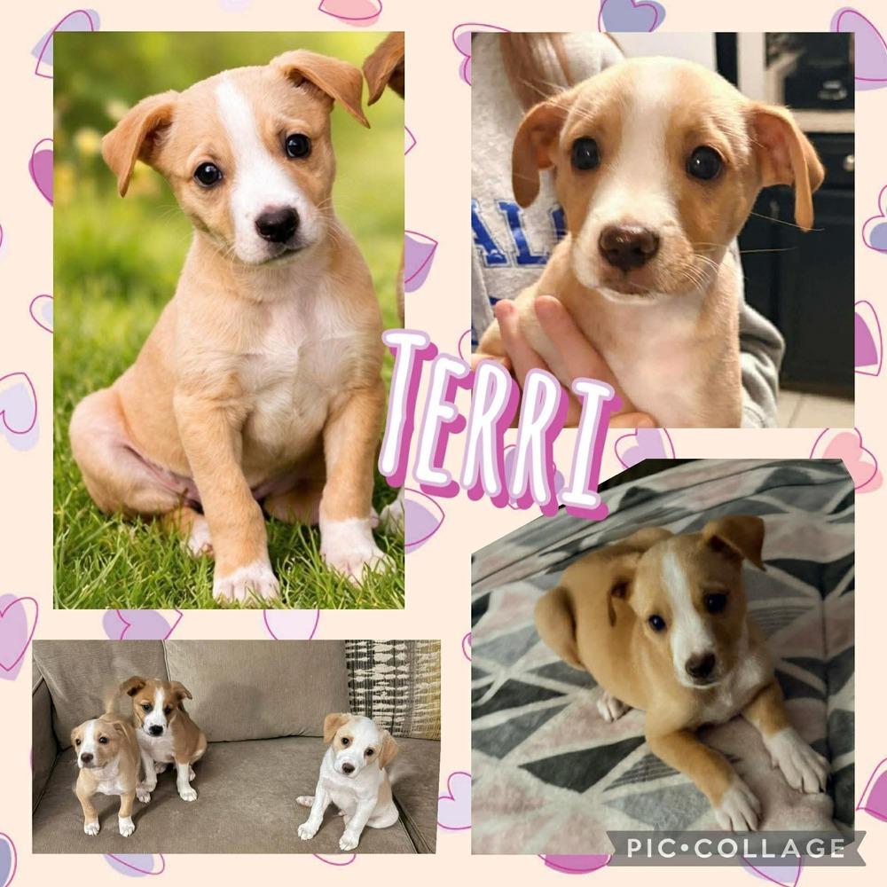 Enlarge Terri, a Adoptable mixed breed in Amherst, NY image 4/4