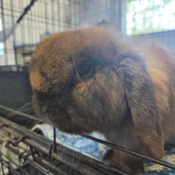 Teddy Bear, Adoptable, Adult Male Mini Lop.