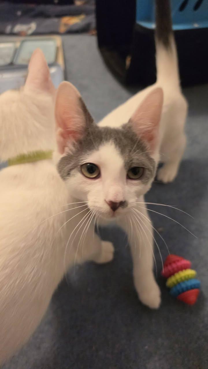 Enlarge Firefly, an adoptable Domestic Short Hair in Delmar, NY image 2/4
