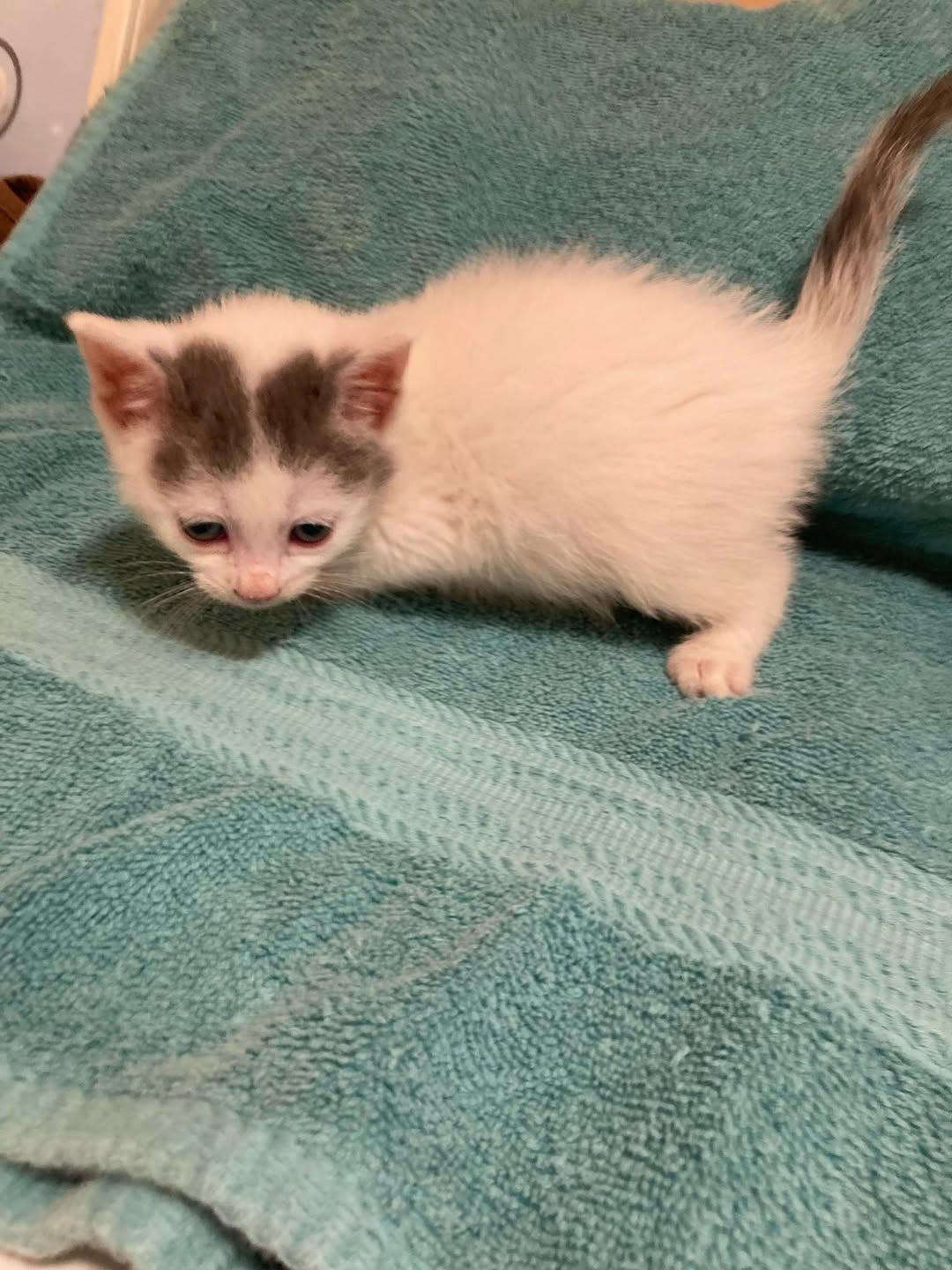 Enlarge Firefly, an adoptable Domestic Short Hair in Delmar, NY image 3/4