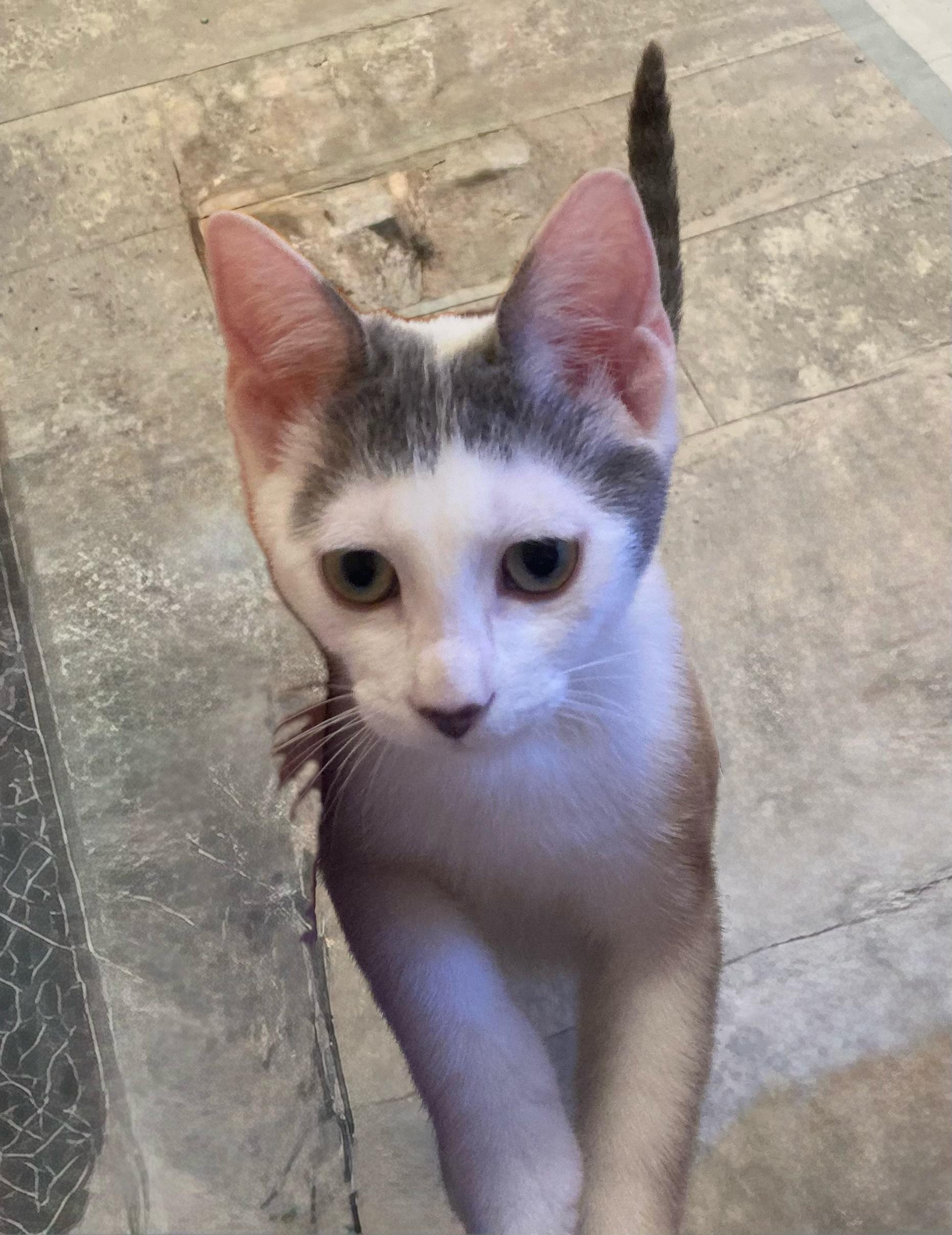 Enlarge Firefly, an adoptable Domestic Short Hair in Delmar, NY image 4/4