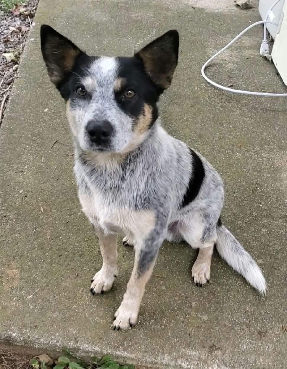 Zeeke, Adoptable, Young Male Australian Cattle Dog / Blue Heeler.