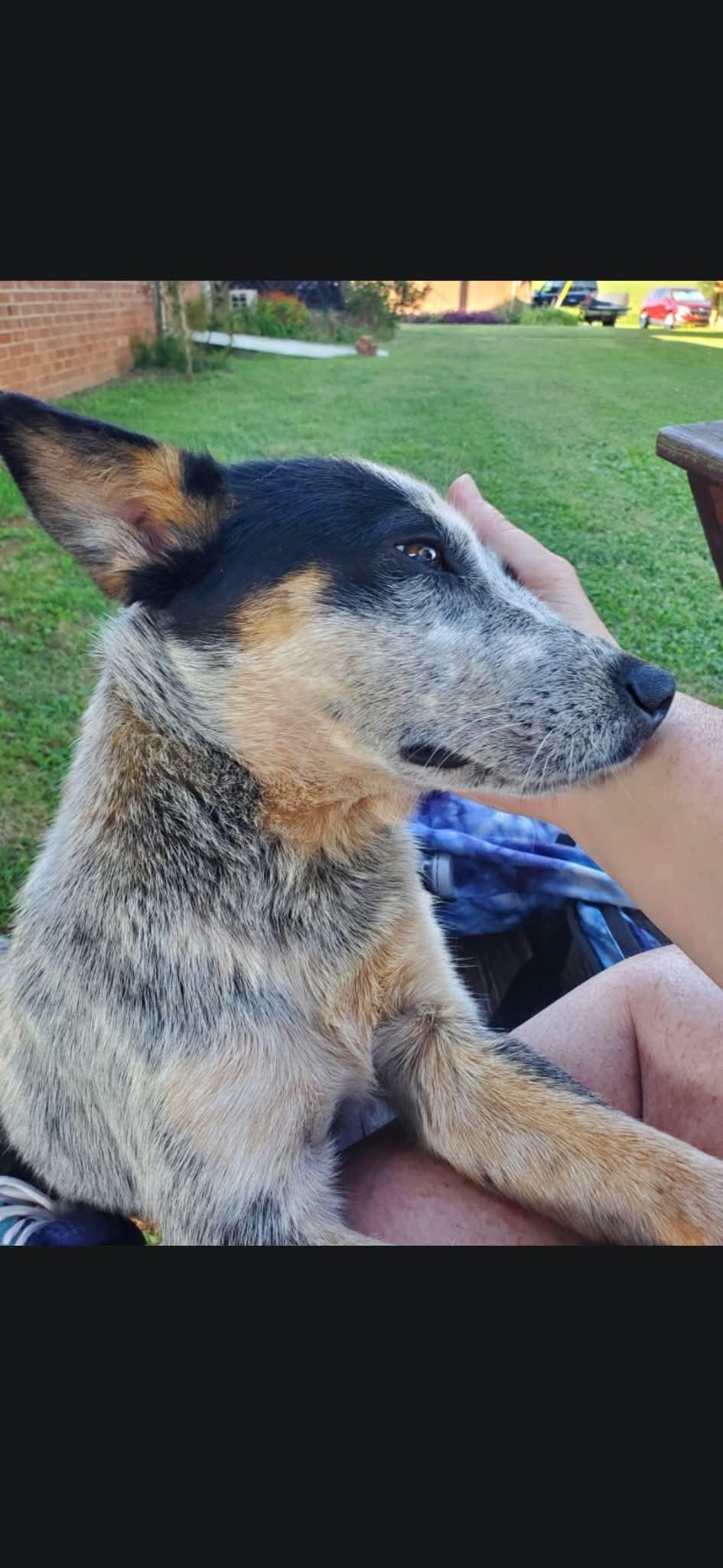 Enlarge Zeeke, a Adoptable Australian Cattle Dog / Blue Heeler in Westwood, NJ image 3/3