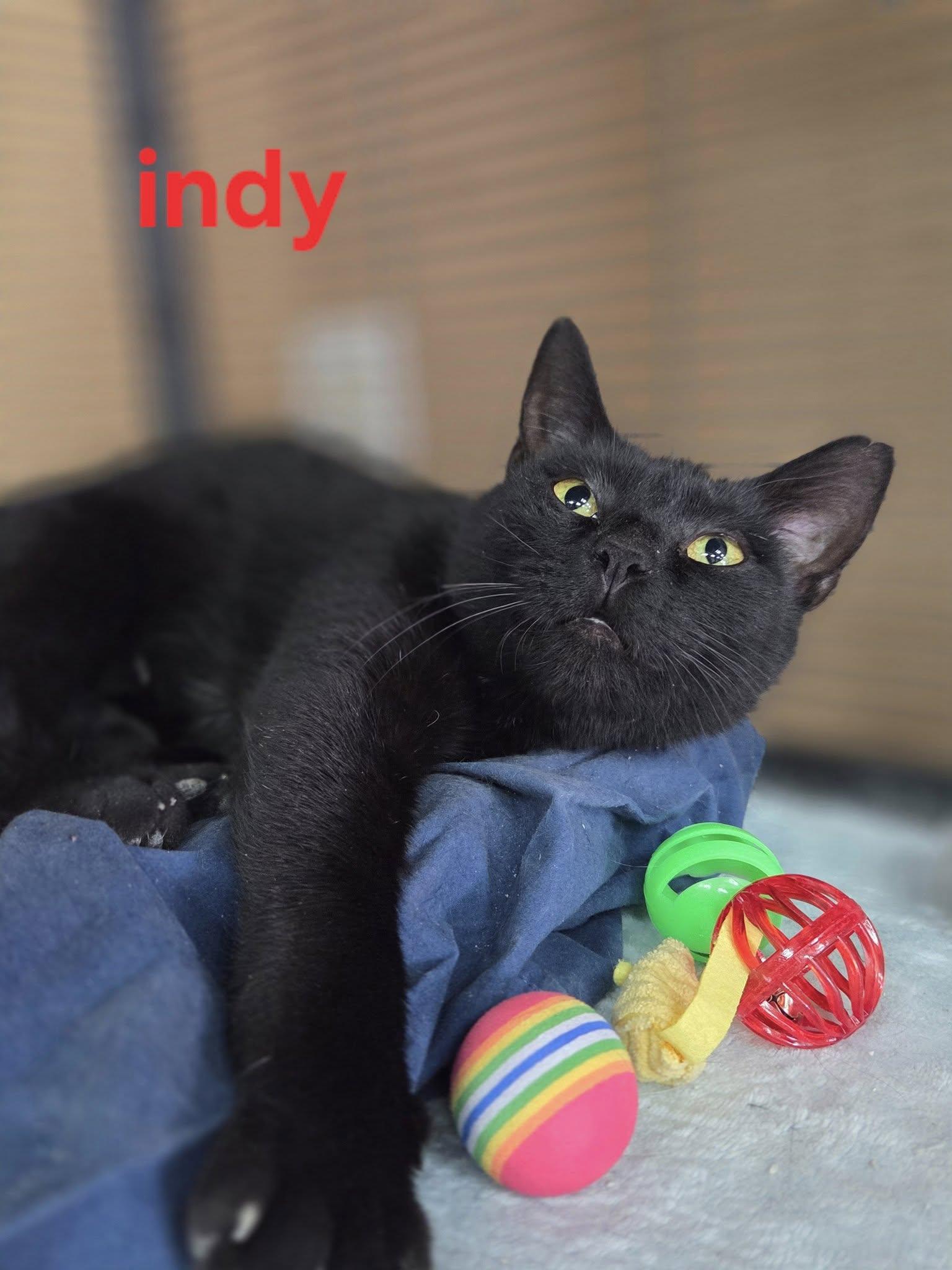 Indy