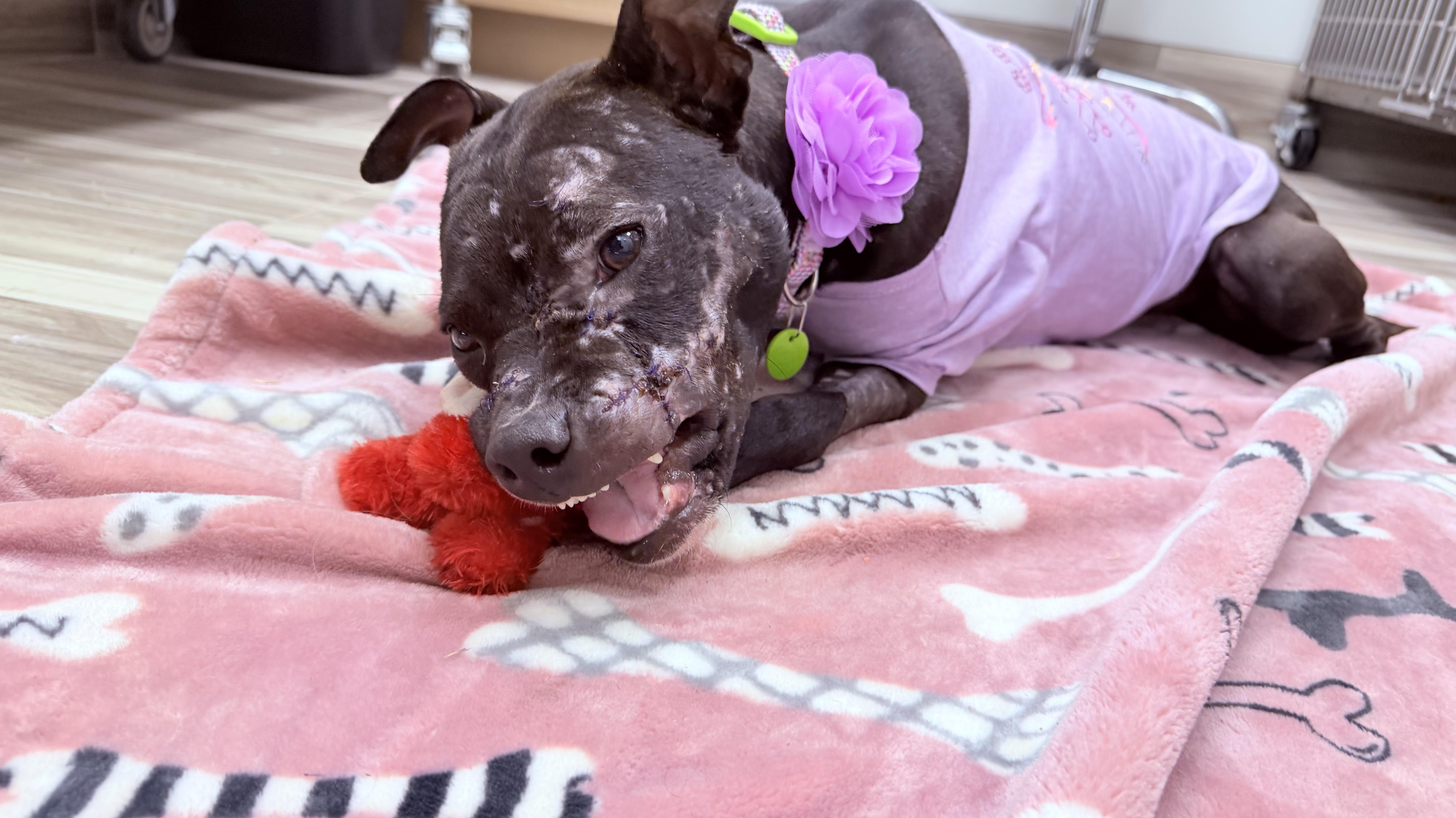 Shelly, a ADOPTABLE Pit Bull Terrier in Palm Coast, FL image 3/5