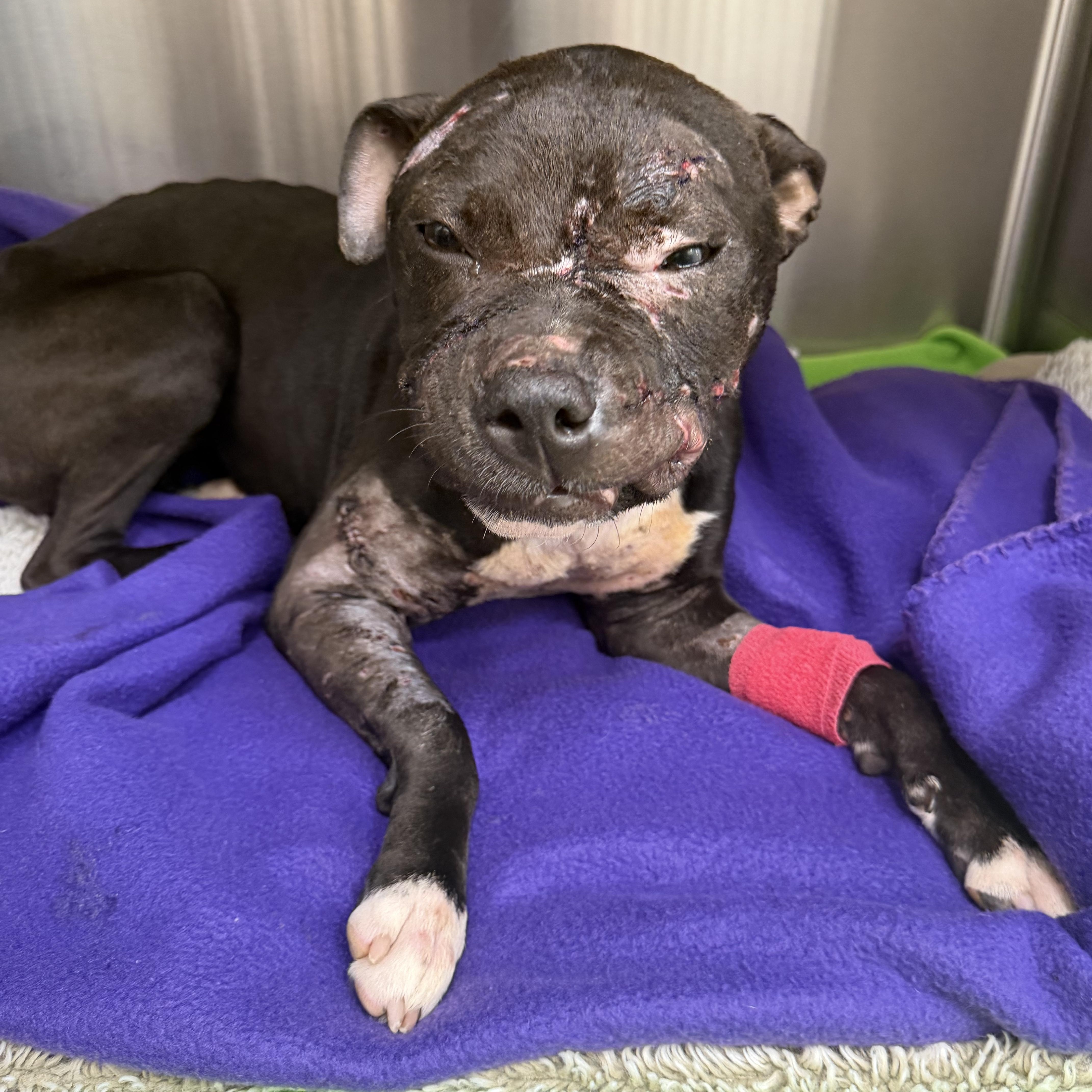Shelly, a ADOPTABLE Pit Bull Terrier in Palm Coast, FL image 5/5