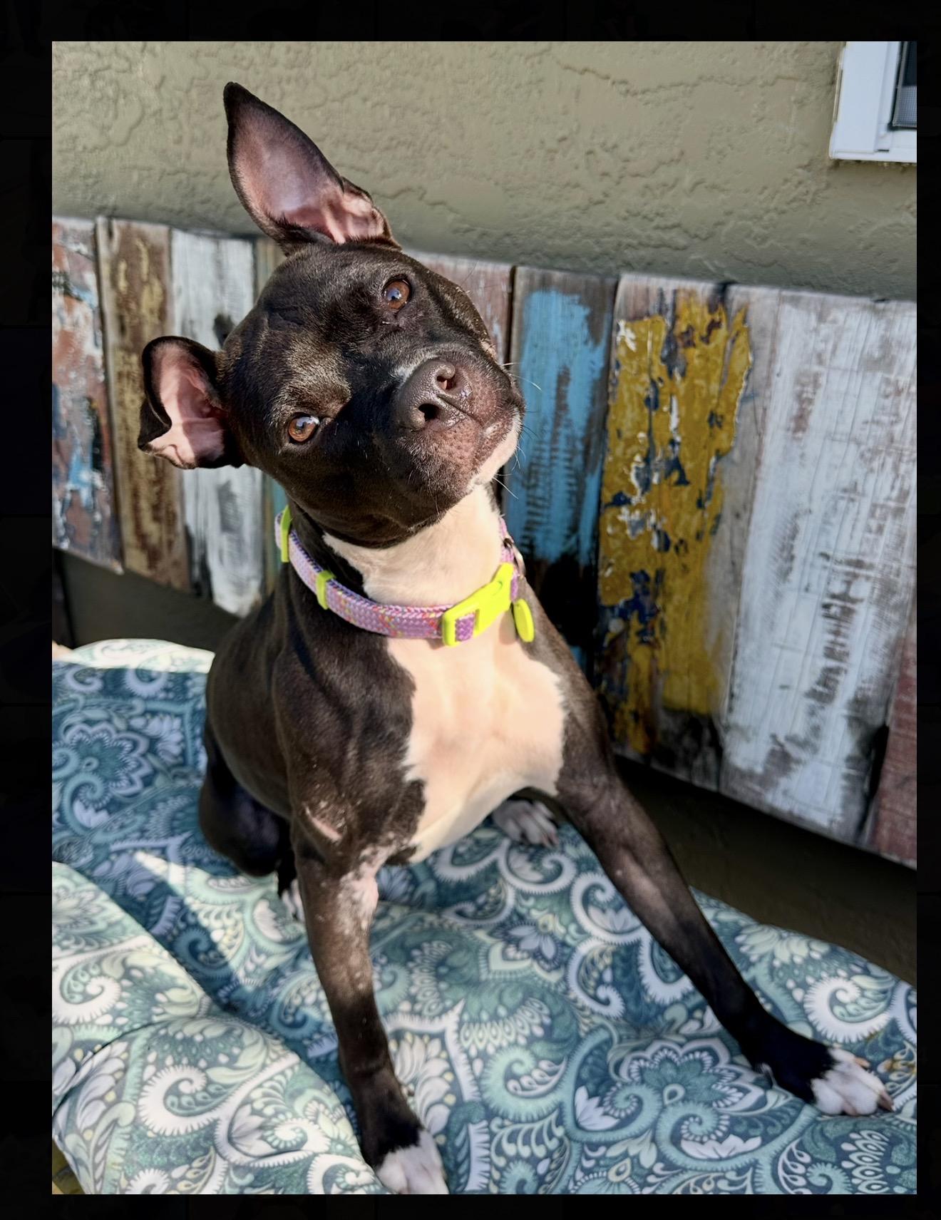 Shelly, ADOPTABLE, Young Female Pit Bull Terrier.