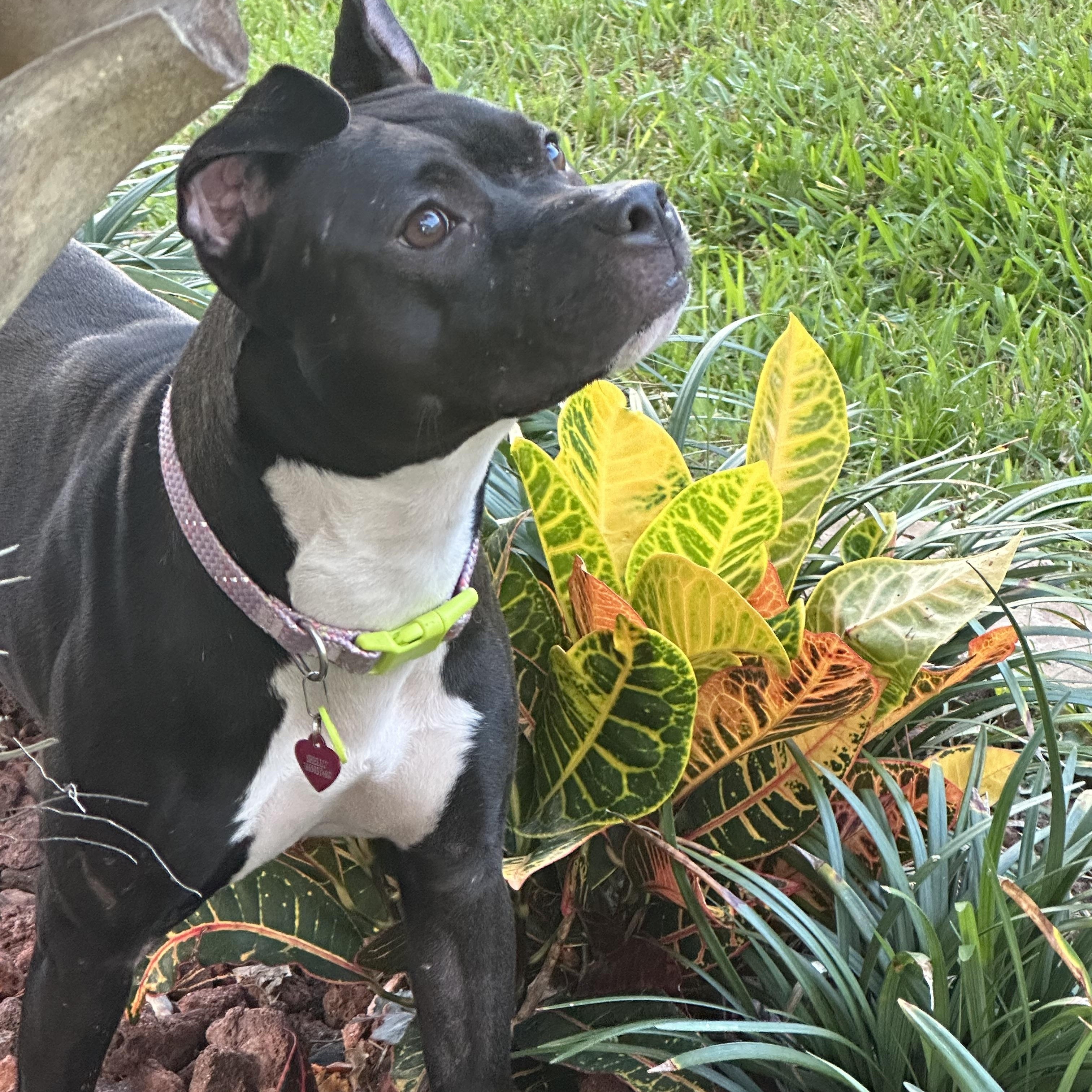 Shelly, a ADOPTABLE Pit Bull Terrier in Palm Coast, FL image 2/5