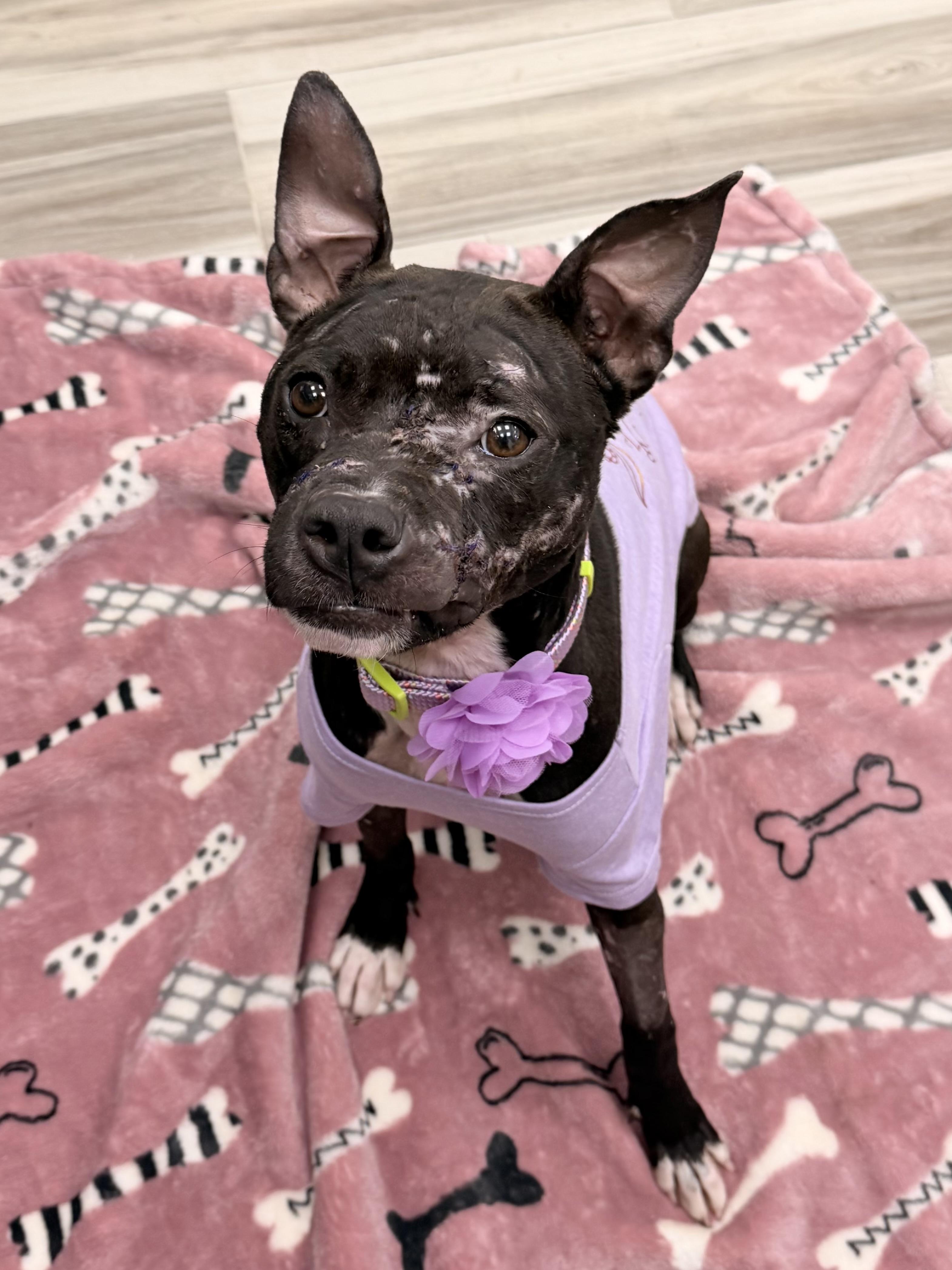 Shelly, a ADOPTABLE Pit Bull Terrier in Palm Coast, FL image 4/5