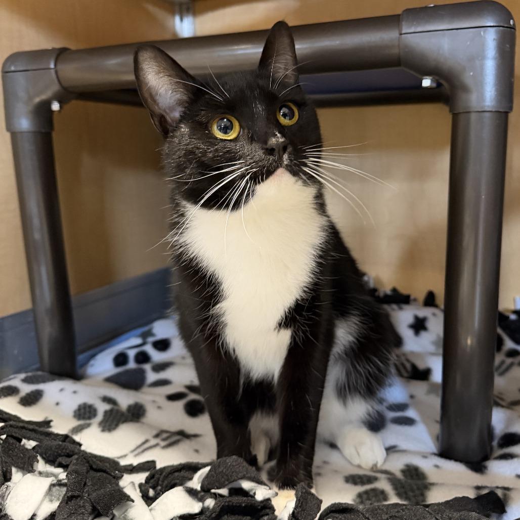 Oreo, Adoptable, Young Female Domestic Short Hair.
