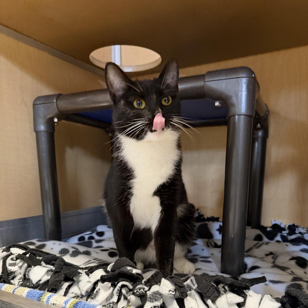 Oreo, a Adoptable Domestic Short Hair in Chesapeake, VA image 2/2